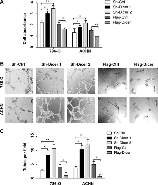 Dicer suppressed HUVECs proliferation and tube formation in vitro