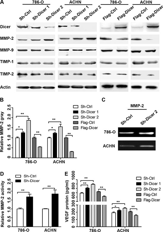 Dicer decreased the expressions of MMP-2 and VEGFA.