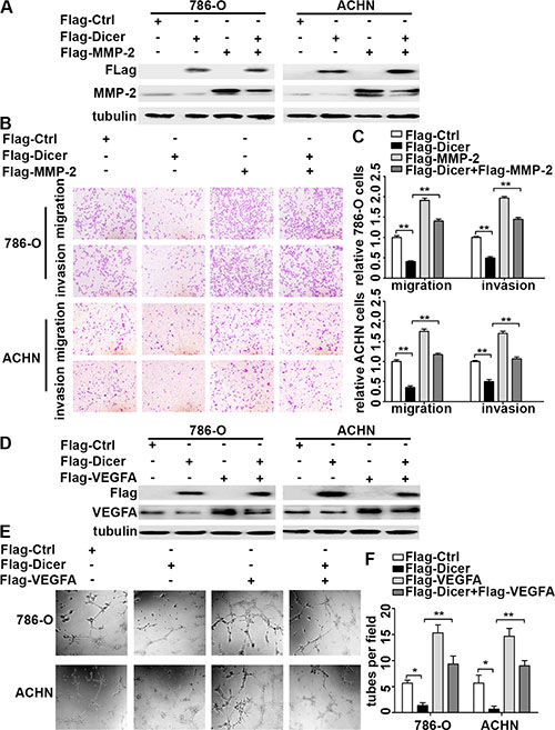 MMP-2 and VEGFA over-expression rescued Dicer-knockdown-increased ccRCC cell migration, invasion and angiogenesis.