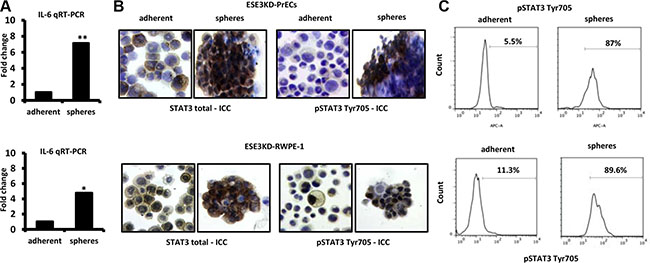 IL-6 elevation and STAT3 induction in cancer stem-like compartment of ESE3KD prostate epithelial cells.