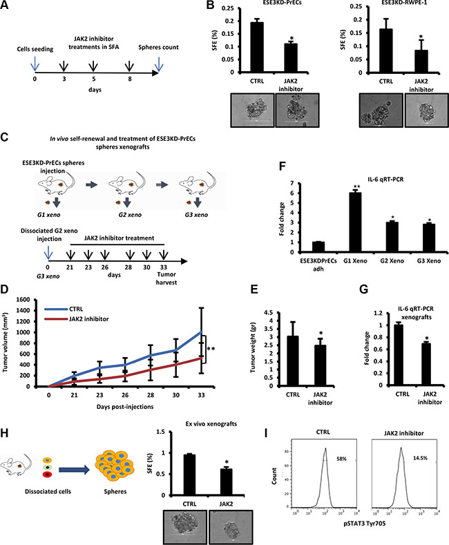 Targeting IL-6/STAT3 activation by JAK2 inhibitors reverses stemness and self&#x2013;renewal properties in vivo.