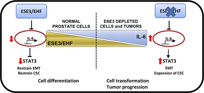 ESE3/EHF controls the activation status of IL-6 and JAK/STAT pathway in normal prostate.
