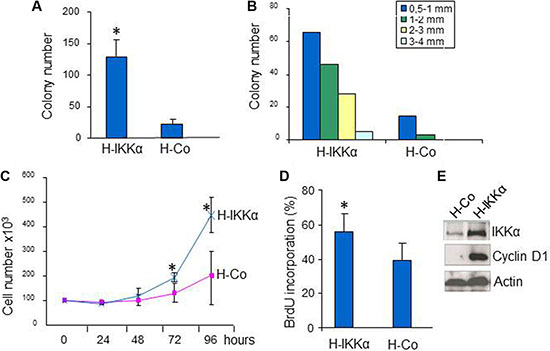 Increased growth in HaCaT-IKK&#x03B1; keratinocytes.