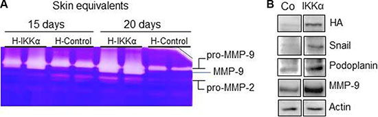 Increased metalloprotease proteolytic activity and increased expression of MMP-9, Snail and Podoplanin in the HaCaT-IKK&#x03B1; skin equivalents.