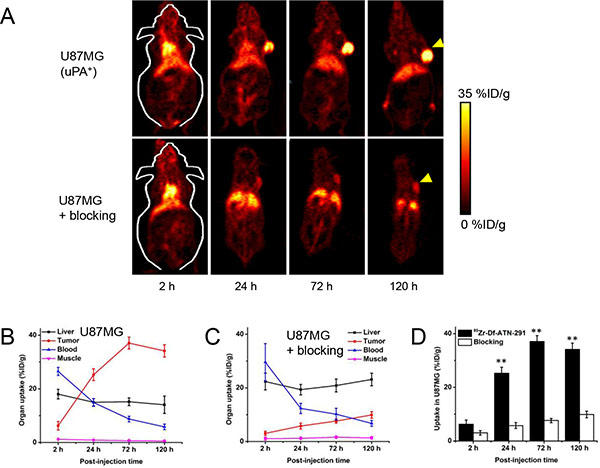 In vivo PET studies in U87MG tumor bearing mice.