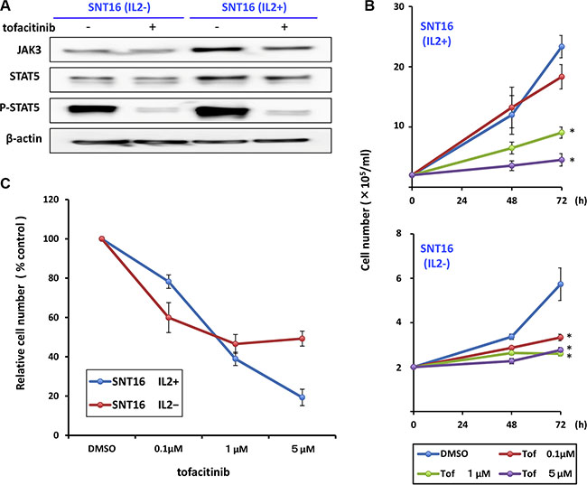 Effects of tofacitinib on JAK3/STAT5 pathway components and growth of IL2-dependent and -independent SNT16 cell lines.