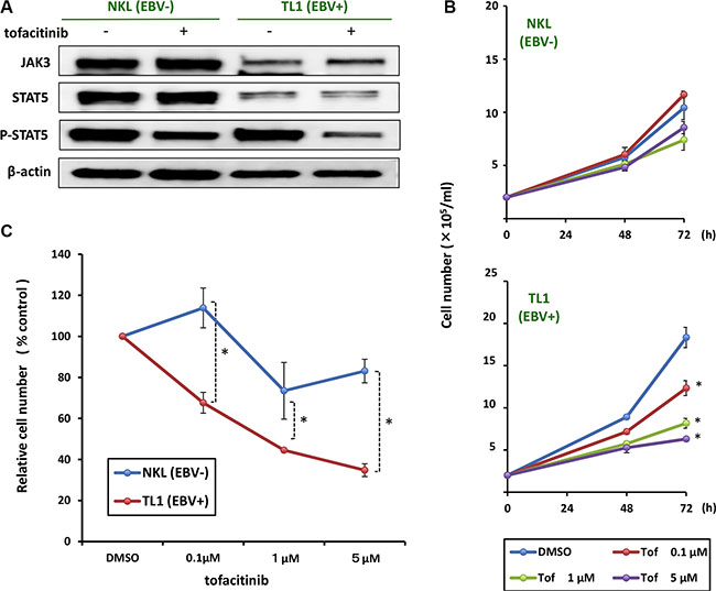 Effects of tofacitinib on JAK3/STAT5 pathway components and growth in NKL/TL1 cell lines.