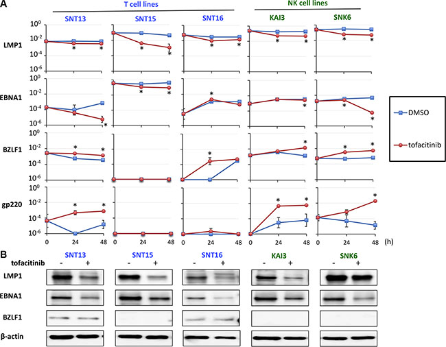 Effects of tofacitinib on the expression of EBV-encoded genes in EBV-positive T and NK cell lines.