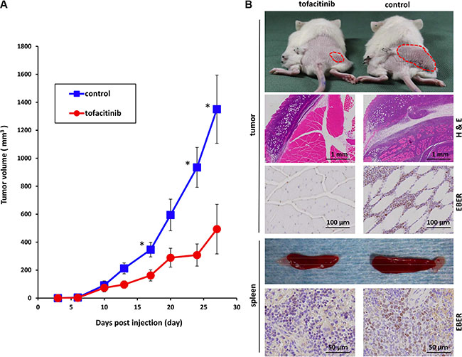 Effects of tofacitinib on tumor cell growth and proliferation in the murine xenograft model.