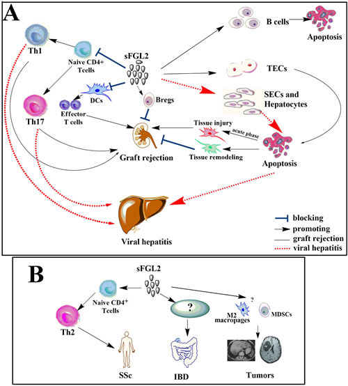 sFGL2 in transplantation, viral hepatitis and autoimmunity.