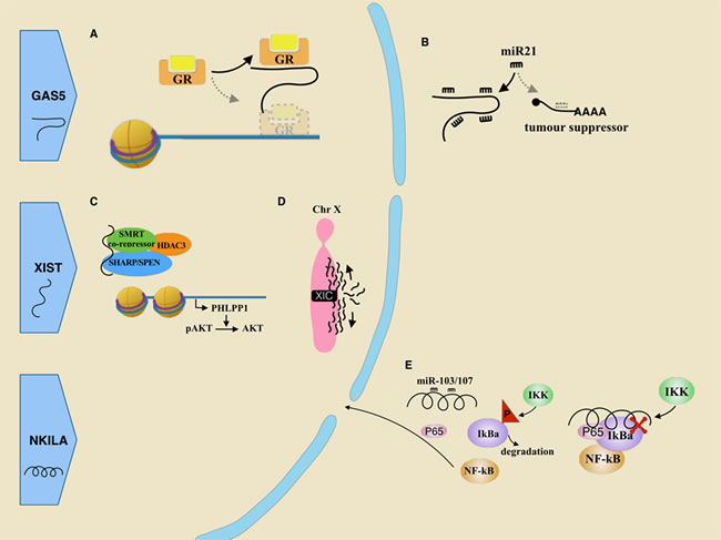 Roles of tumor suppressive lncRNAs in breast cancer.