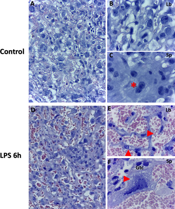 Placental histopathology using Haematoxylin and Eosin staining of control and LPS groups in mice at gd 15.5.