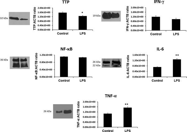 The RNA binding protein TTP is significantly downregulated and its inflammatory targets IL-6 and TNF-&#x3b1; are significantly upregulated in LPS 6h treated placentas.