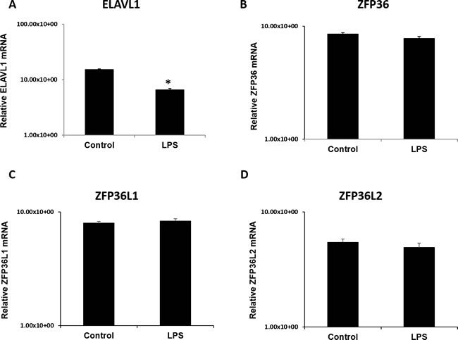 ELAV like RNA binding protein 1 (ELAVL1) mRNA expression is significantly lower in LPS 6h treated placentas compared to control.