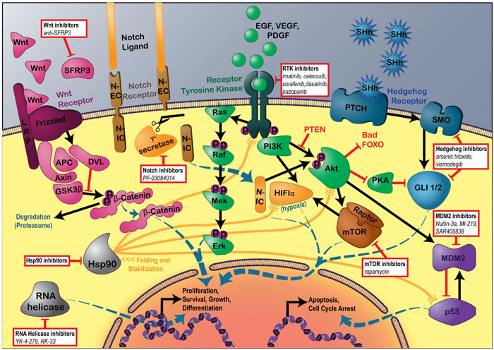 Signaling pathways currently targeted in sarcoma translational research.