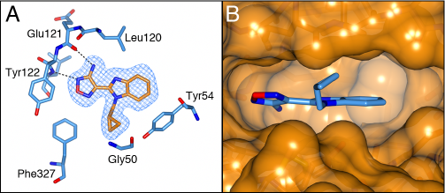 Binding mode of compound 15e.