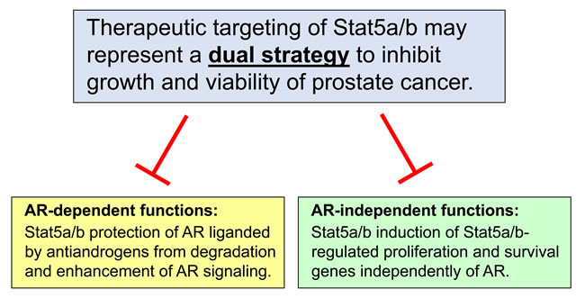 Therapeutic targeting of Stat5a/b inhibits growth of prostate cancer through AR-dependent and AR-independent mechanisms.