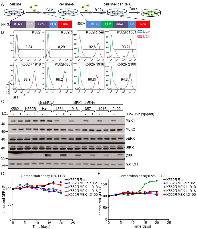 MEK1 knock-down does not confer a selective advantage to human K562 leukemia cell line.