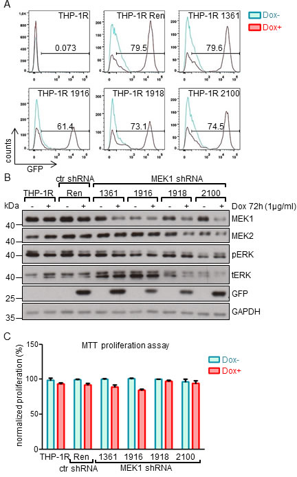 MEK1 knock-down has no impact on the proliferation of human THP-1 leukemia cell line expressing NRAS