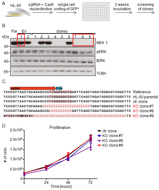 MEK1 knock-out has no impact on the proliferation of the human HL-60 leukemia cell line carrying MYC amplification and expressing NRAS