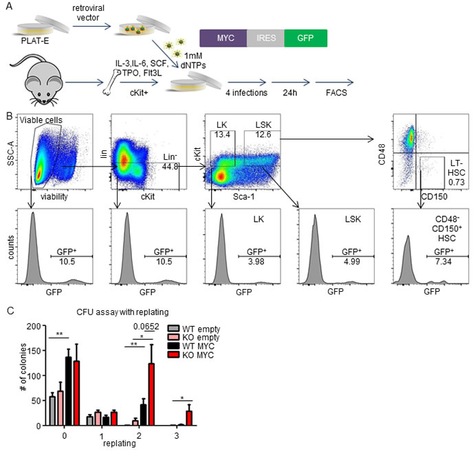 Cooperation of MEK1 ablation with MYC overexpression in semisolid culture.