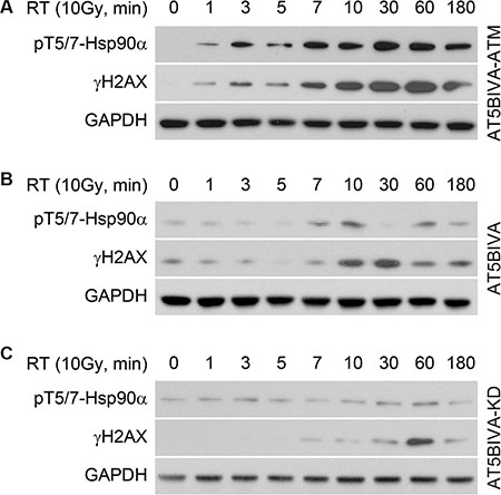 ATM phosphorylates Hsp90&#x03B1; at threonine 5 and 7 immediately after radiation induced DNA damage.