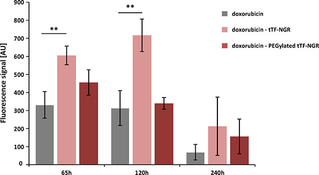 Fluorescence-based quantification of doxorubicin wash-out kinetics upon combinatorial application of doxorubicin and tTF-NGR or randomly PEGylated tTF-NGR, respectively.