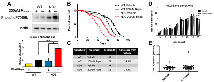 TOR inhibition by rapamycin increases lifespan in ND2 mutant flies.