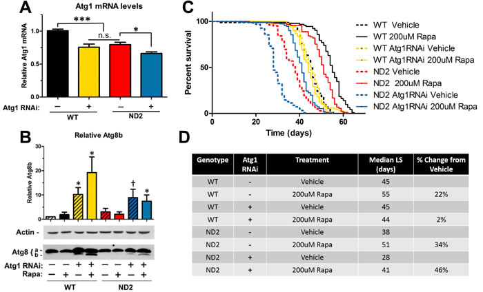 Rapamycin extends lifespan in ND2 mutant flies in an autophagy-independent manner.