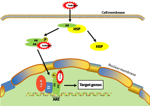 Ligand-dependent activation of AR.