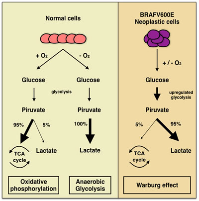 Comparative analysis of normal and neoplastic cells and &#x201c;Warburg effect&#x201d; pioneering the ability of cancer cells of converting glucose to lactic acid