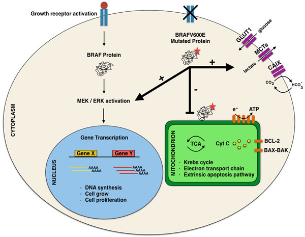 Details of the molecular mechanisms involving BRAF mutation in the different cell localizations