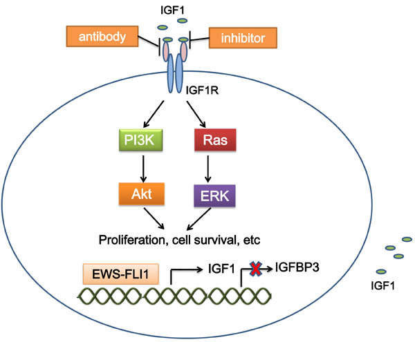 Mechanism of targeting IGF1R in ES.