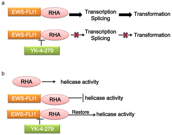 Mechanism of targeting the interaction of EWS-FLI1 and RHA.