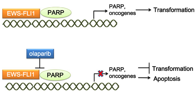 Mechanism of targeting the interaction of EWS-FLI1 and PARP.