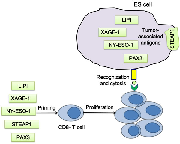 Strategies of T cell priming by ES associated antigens.