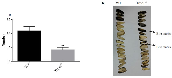 The skilled movement was measured by sunflower seeds eating test.