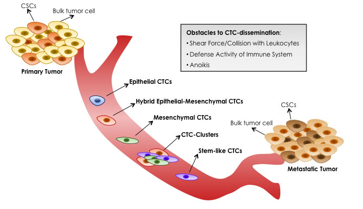 Blood Dissemination of Different CTC-subtypes.
