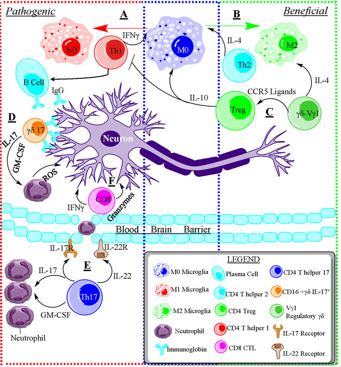 The opposing roles of immune cells in neurodegenerative disease.