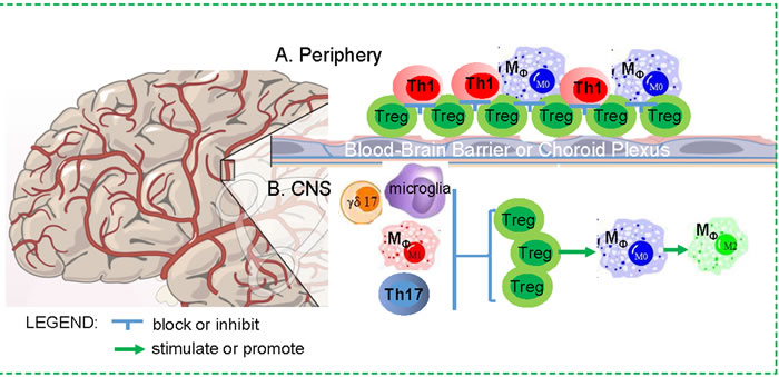Dichotomous impacts of Treg cells on the CNS in neurodegenerative disease.