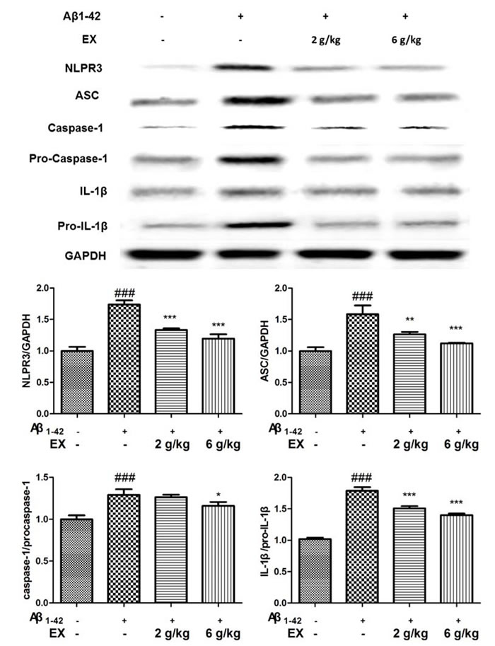 Effects of EX on the activation of NLRP3 inflammasome-related protein of A&#x3b2;