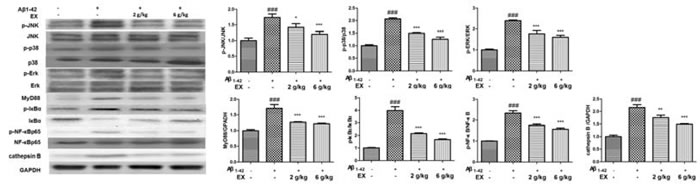 Effects of EX on the activation of MAPK/NF-&#x3ba;B pathway-related protein of A&#x3b2;