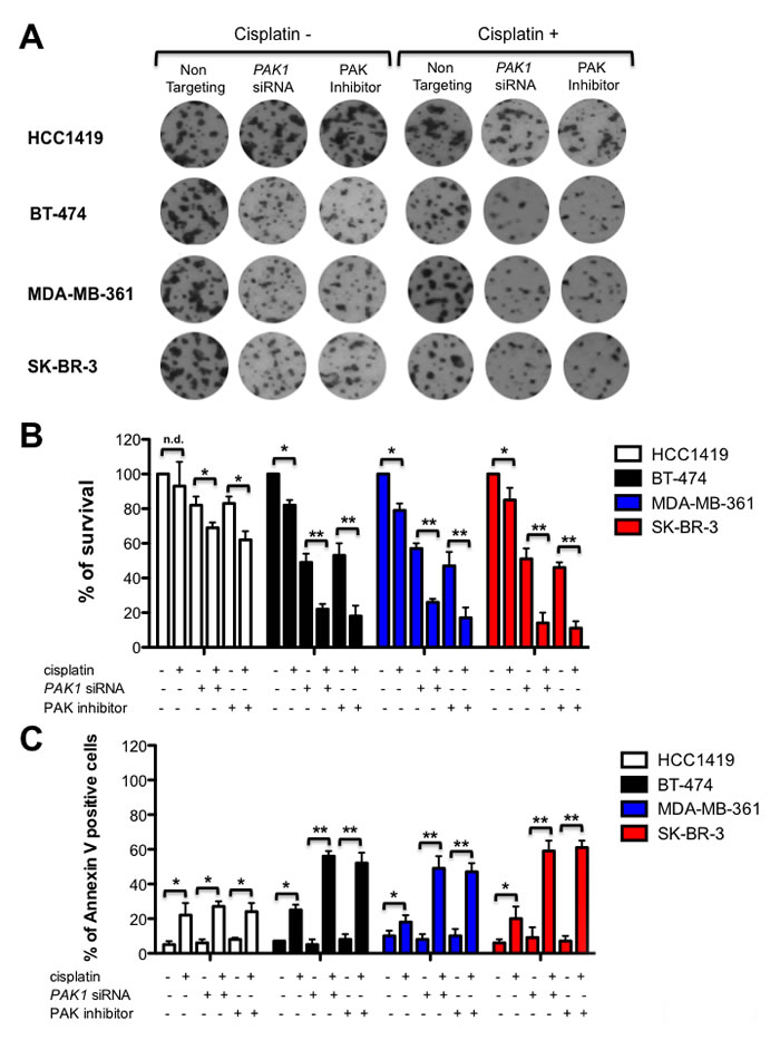 PAK inhibition reduces cell survival and promotes apoptosis.