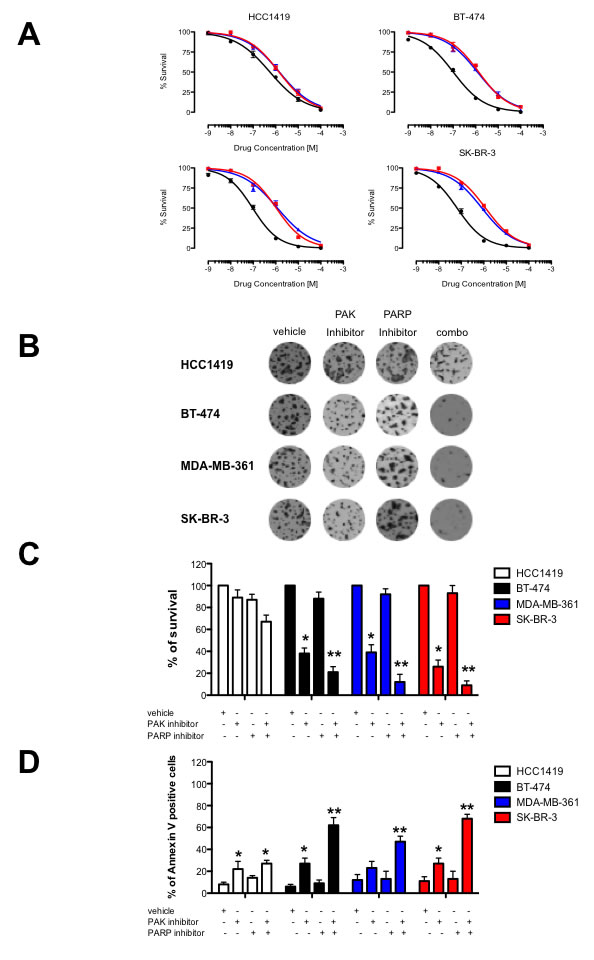 Combined PAK and PARP inhibition have a synergistic effect