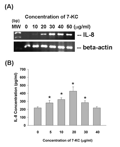 Effect of 7-KC on IL-8 expression and production.