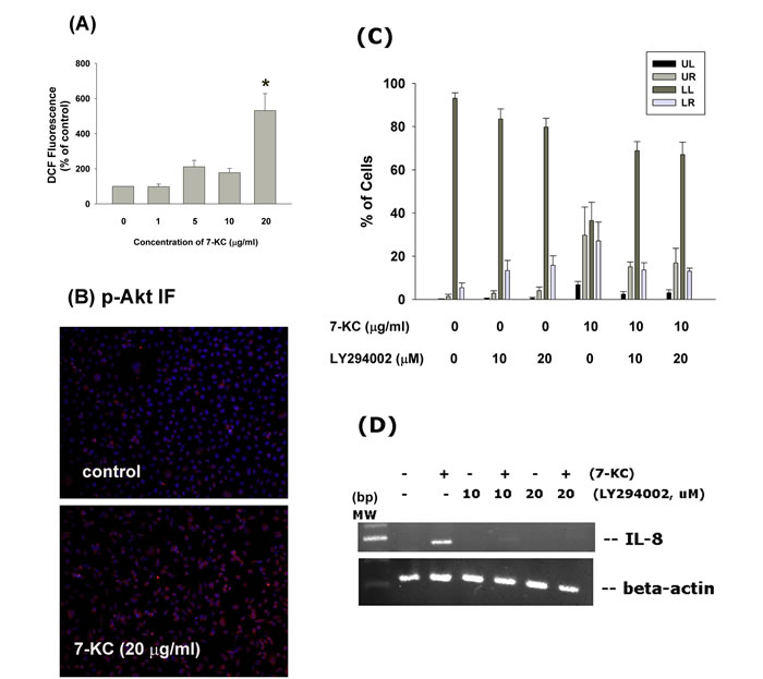 Effect of 7-KC on cellular ROS levels and Akt activation.