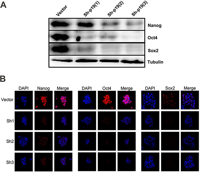 IL-23 is required for stable expression of stem cell markers in CD133+ CSLCs.