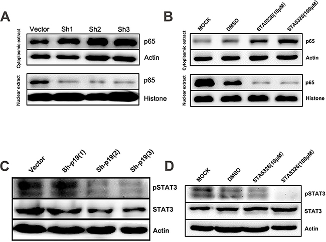 STAT3 and NF-&#x03BA;B signaling pathways are involved in IL-23-promoted self-renewal of CD133+ CSLCs.
