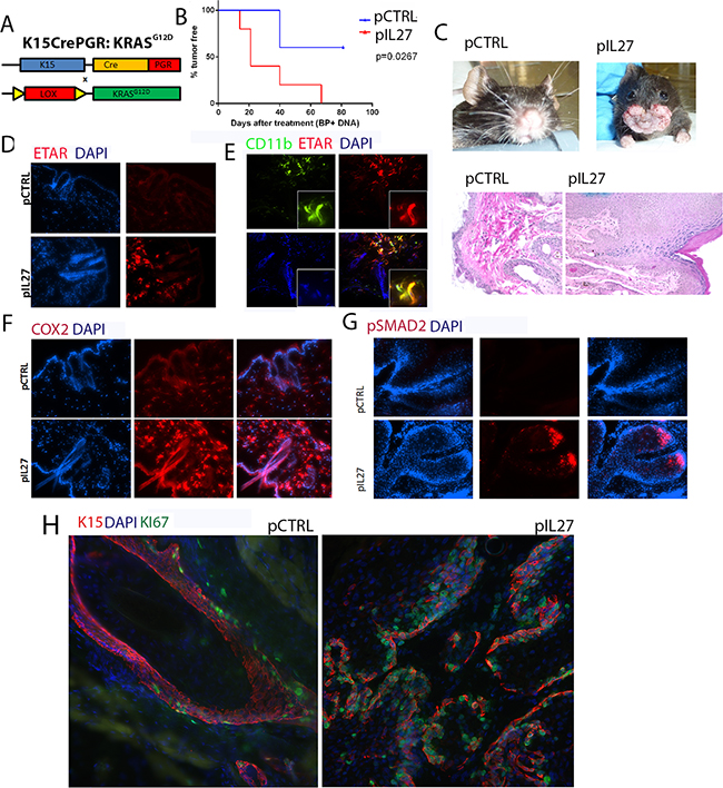 IL27 enhances papilloma formation in the skin and proliferation of mutated stem cells.