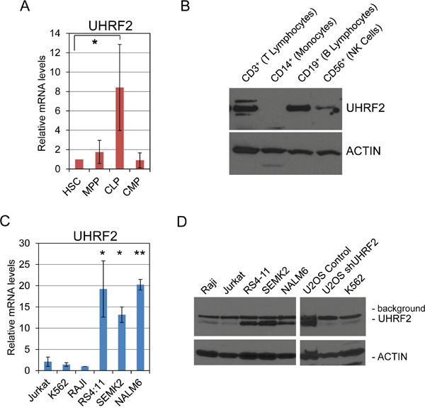 UHRF2 is expressed in human common lymphoid progenitors and mature B- and T- lymphocytes, and its mRNA and protein levels are substantially reduced in several human leukemia and lymphoma cells lines.